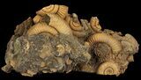 Dactylioceras Ammonite Cluster - Germany #64566-1
